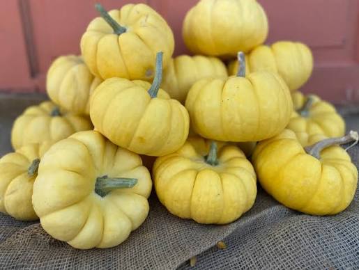 Sunshine F1 Pumpkin Seeds online shopping
