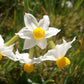Canaliculatus Narcissus Bulbs