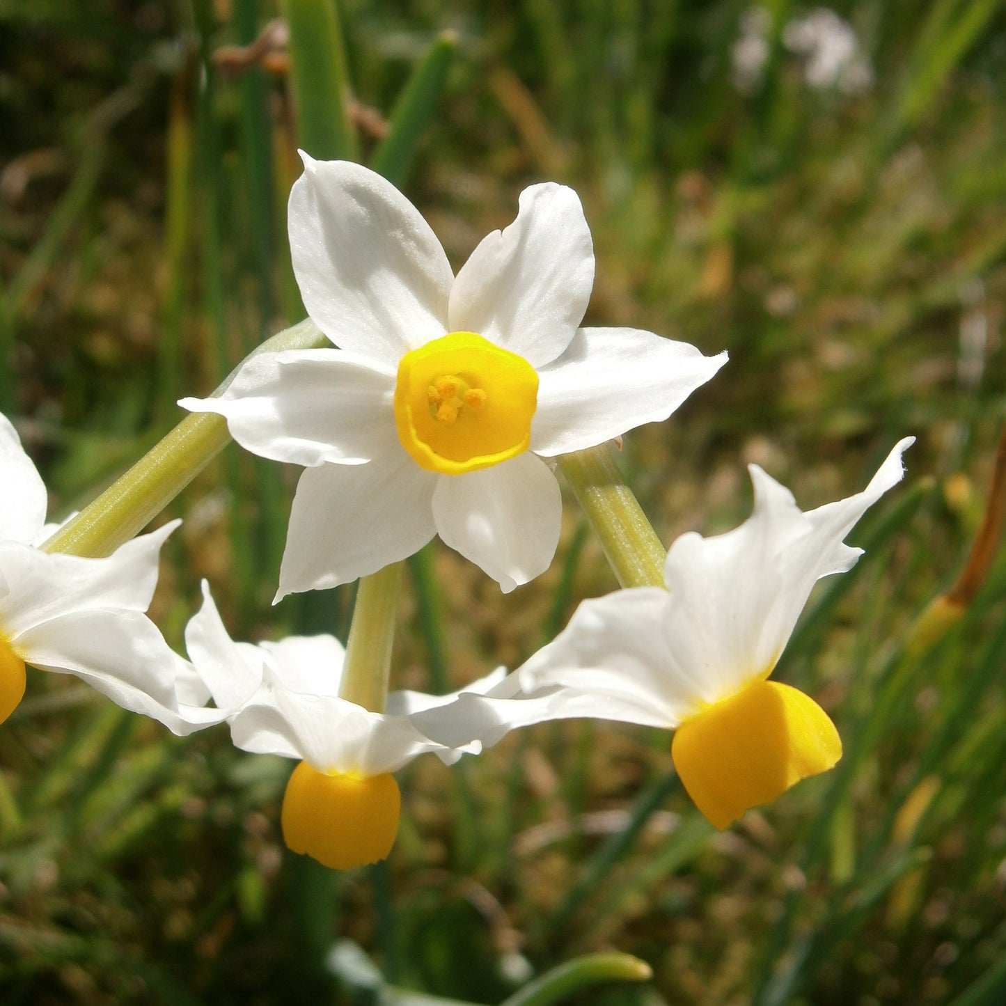 Canaliculatus Narcissus Bulbs