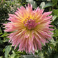 Shaggy Chic Dahlia