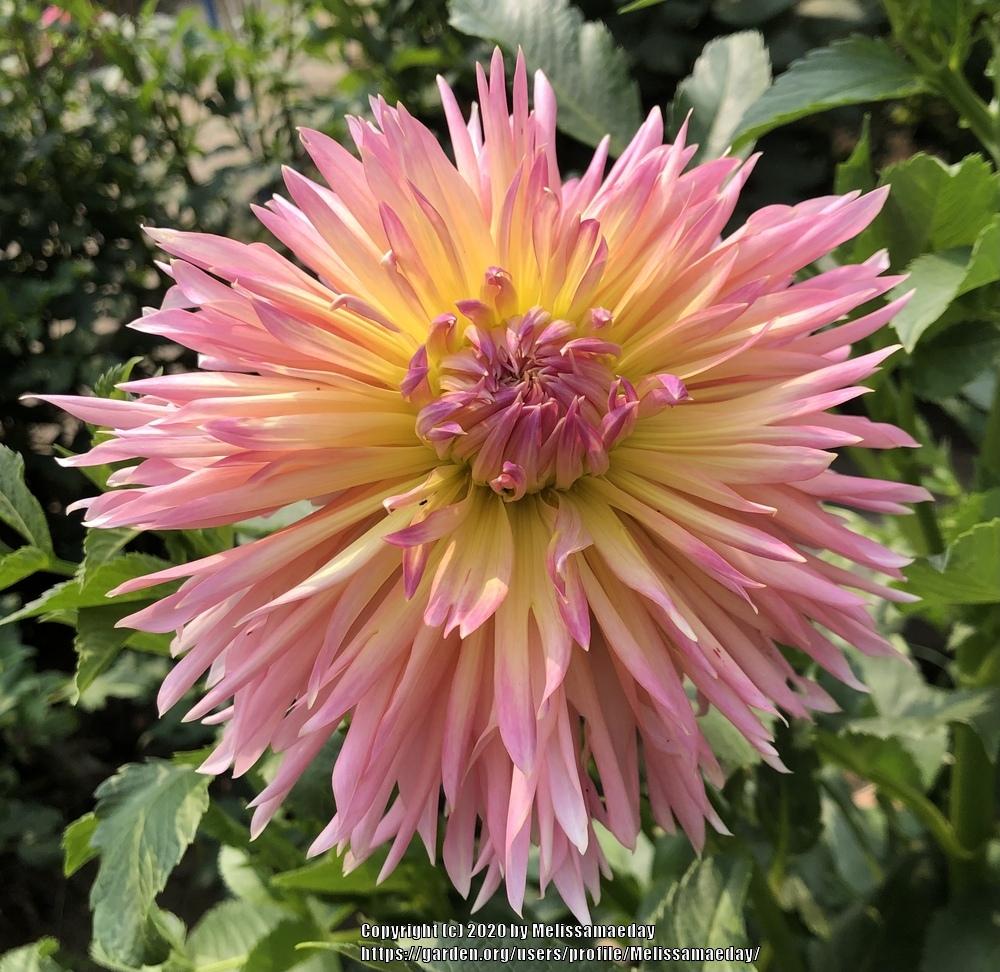 Shaggy Chic Dahlia