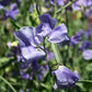 Noel Sutton Sweet Pea seeds online shopping