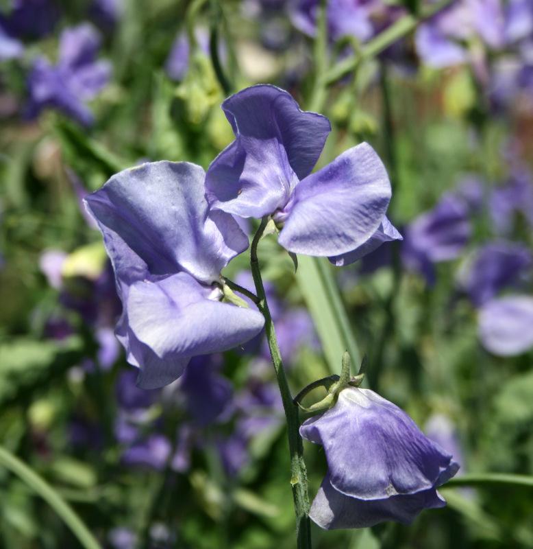 Noel Sutton Sweet Pea seeds online shopping