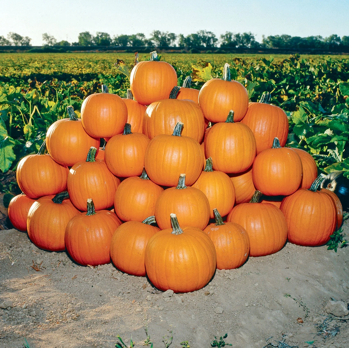 Jack of All Trades F1 Pumpkin Seeds online shopping