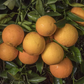 Marr's Early Sweet Orange Budwood citrus plant material online shopping