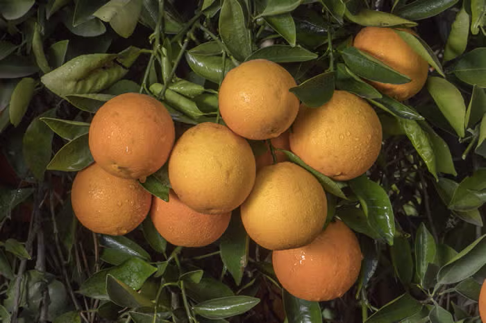 Marr's Early Sweet Orange Budwood citrus plant material online shopping