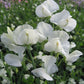 Dorothy Eckford Heirloom Sweet Pea seeds online shopping