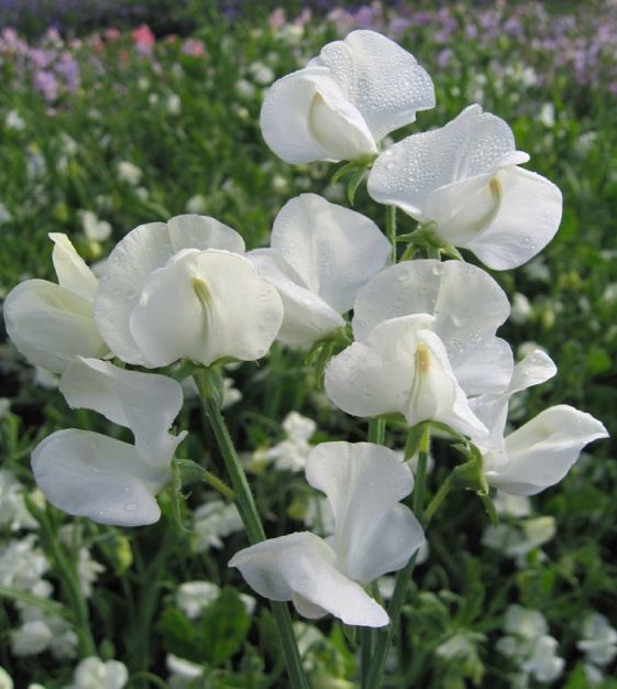 Dorothy Eckford Heirloom Sweet Pea seeds online shopping