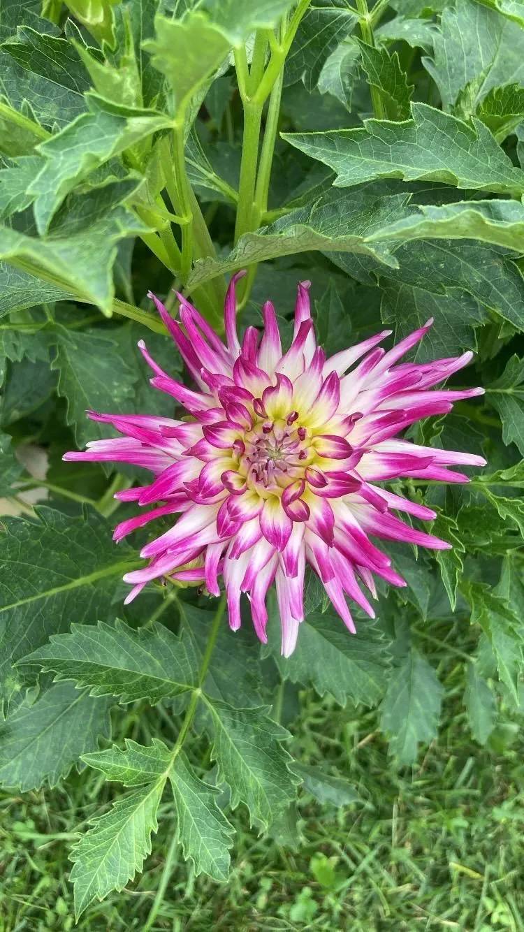 Tanjoh Dahlia