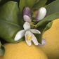 Limoneira 8A Lisbon Lemon Budwood citrus plant material online shopping