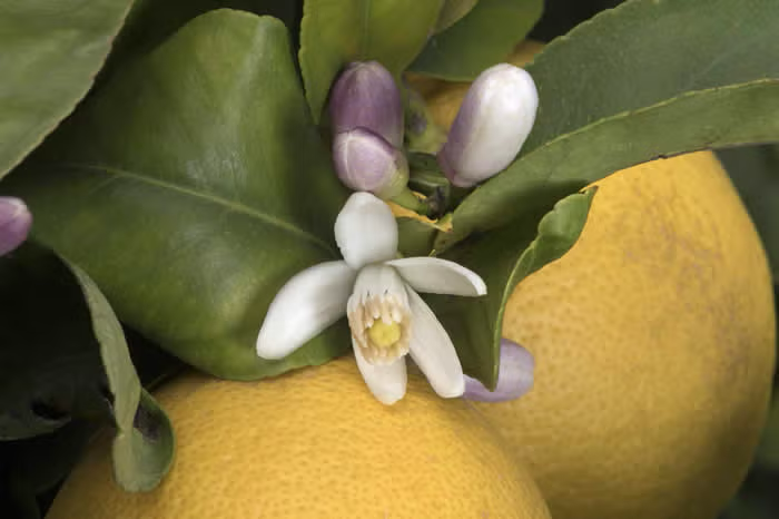 Limoneira 8A Lisbon Lemon Budwood citrus plant material online shopping