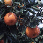 Sunburst Mandarin Budwood citrus plant material online shopping