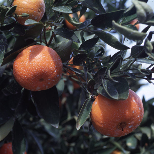 Sunburst Mandarin Budwood citrus plant material online shopping