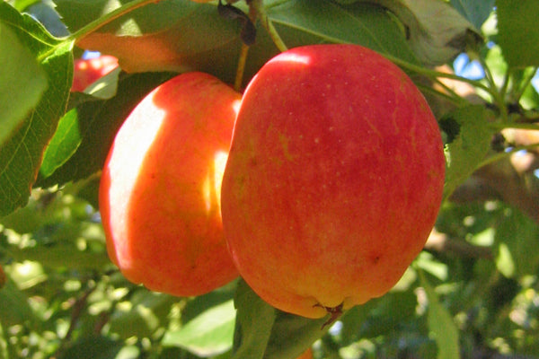 Centennial Crabapple