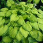Old Glory Hosta Plants online shopping