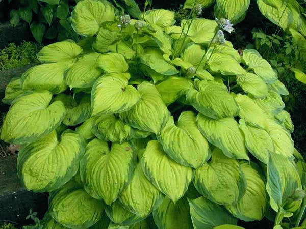Old Glory Hosta Plants online shopping