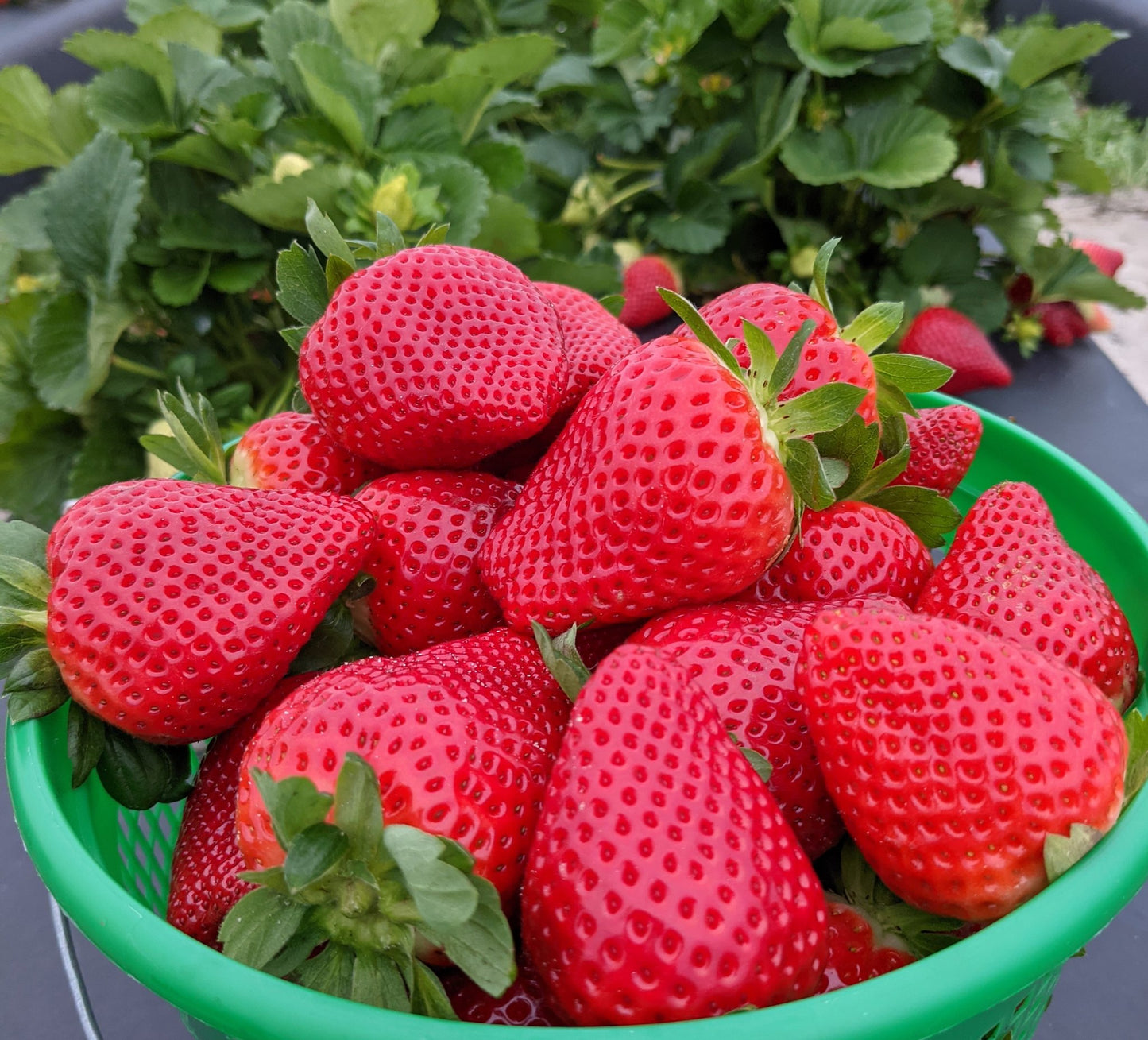 Medallion™ Short Day Strawberry