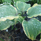 Sugar Cookie Hosta Plants online shopping