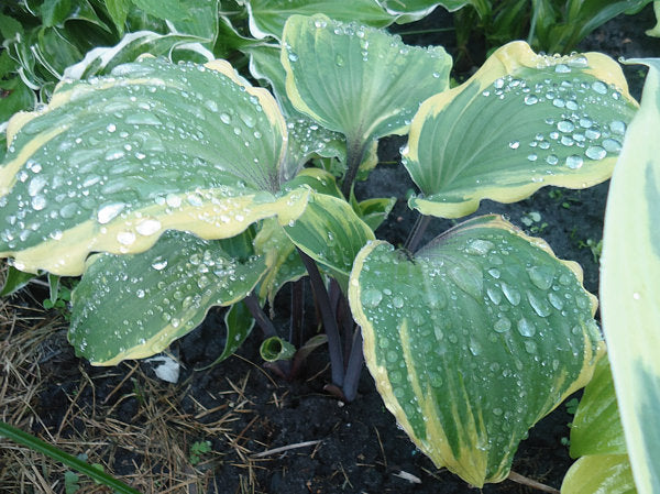Sugar Cookie Hosta Plants online shopping