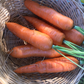 Nantes Coreless Carrot