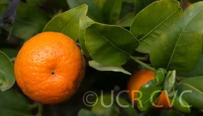 Cleopatra Mandarin Seed