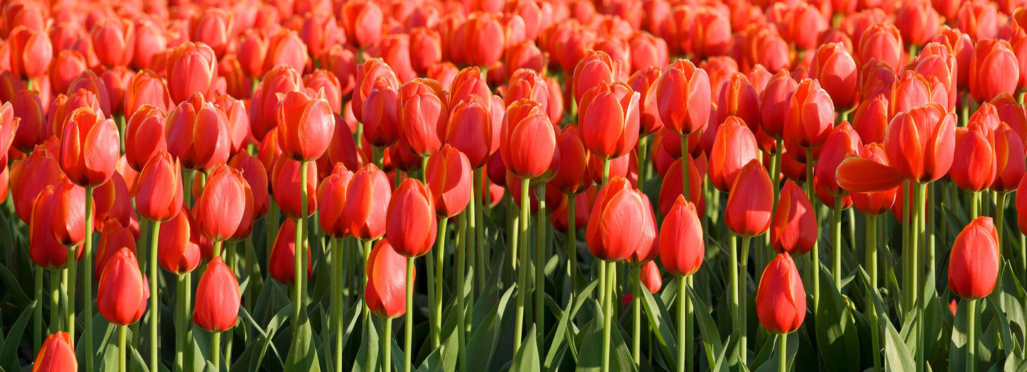 Triple A Tulip Bulbs