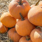Winter Luxury Organic Pumpkin