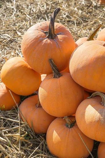Winter Luxury Organic Pumpkin