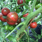 Purple Bumble Bee Organic Tomato