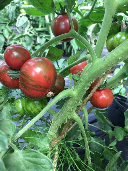 Purple Bumble Bee Organic Tomato