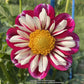 Bumble Rumble Dahlia Plants online shopping