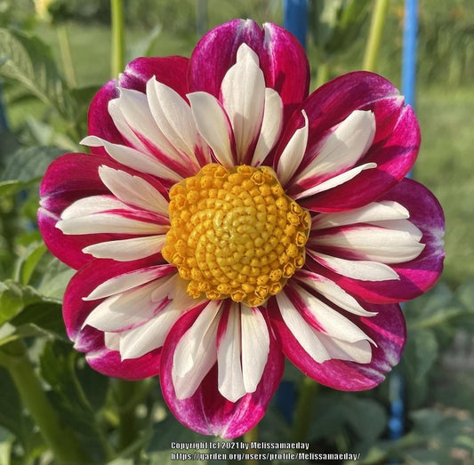 Bumble Rumble Dahlia