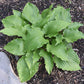 Chris’ Red Lightning Hosta Plants online shopping