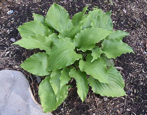 Chris’ Red Lightning Hosta Plants online shopping