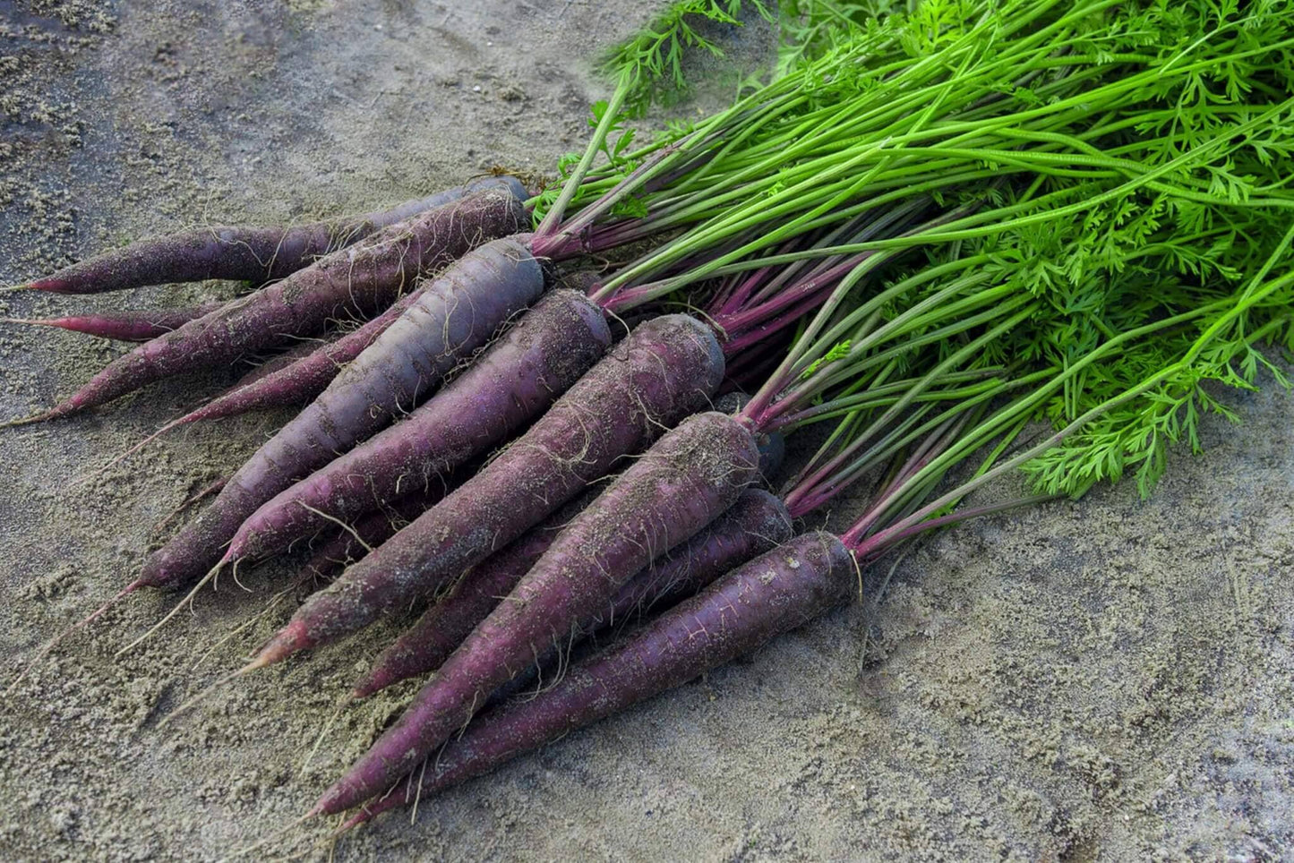 Deep Purple F1 Carrot