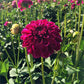 Tootles Dahlia Plants online shopping