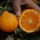 Clausellina Satsuma Mandarin Budwood citrus plant material online shopping