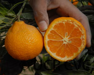 Clausellina Satsuma Mandarin Budwood citrus plant material online shopping