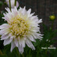 Magic Moment Dahlia