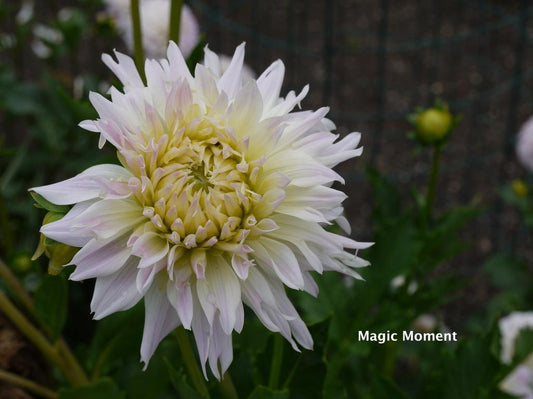 Magic Moment Dahlia