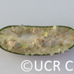 Australian Red Pulp Finger Lime Budwood citrus plant material online shopping