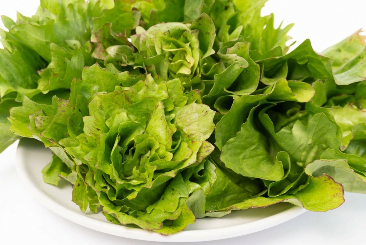 Precocissimo Chicory