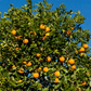 Frost Washington Navel Orange Budwood citrus plant material online shopping