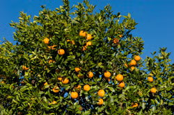 Frost Washington Navel Orange Budwood citrus plant material online shopping