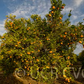 Ponkan Mandarin Budwood citrus plant material online shopping