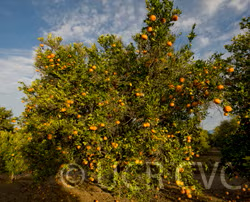 Ponkan Mandarin Budwood citrus plant material online shopping