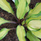 Flemish Beauty Hosta Plants online shopping