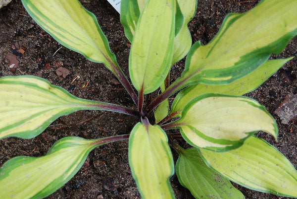 Flemish Beauty Hosta Plants online shopping