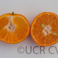 Sunburst Mandarin Budwood citrus plant material online shopping