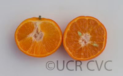 Sunburst Mandarin Budwood citrus plant material online shopping